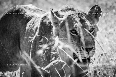 Hunting young lion, Black and white lion, LAURENT BAHEUX · Art photographs · YellowKorner