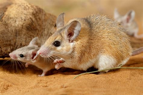 Mice Habitat and Breeding | Rodent Tip Tuesday - A1 Exterminators