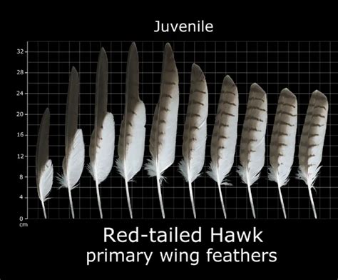 How to Identify Red Tailed Hawk Feathers - Ultimate Guide With Pictures ...