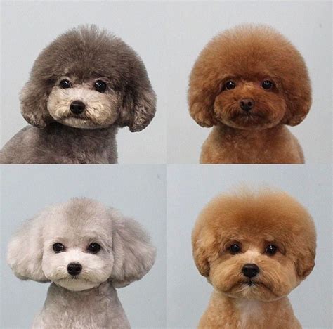 The precision of this grooming is so impressive 🐩🐩🤗 # ...