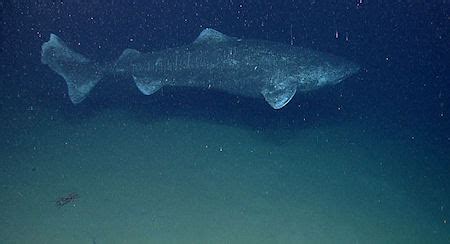 The Presurfer: 400-Year-Old Greenland Shark Is Oldest Vertebrate Animal