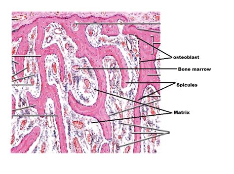 [Solved] Spongy (Cancellous) Bone. Finish labeling the image with:... | Course Hero