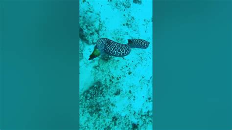 Moray eel attack Makena Beach Maui - YouTube