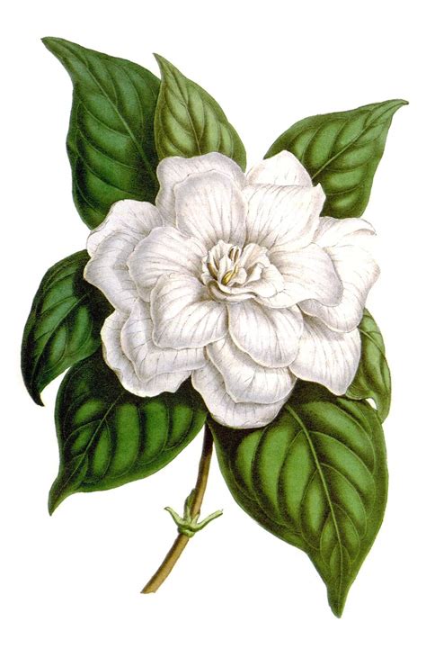 Gardenia jasminoides – Old Book Illustrations