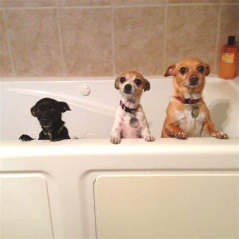 Bath time | Labrador retriever, Pets, Labrador