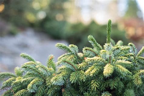 Gardening 101: Fir Tree - Gardenista