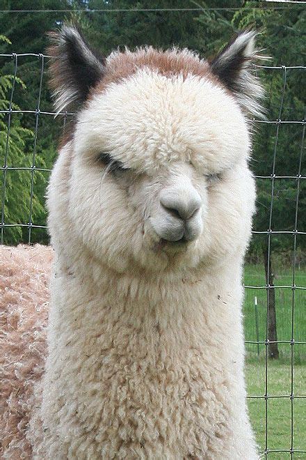 Beautiful Alpaca Farm Life Aesthetic - Pet Accessories and Wall Pictures