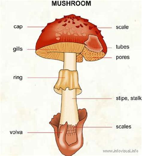 Labelled diagram of a mushroom. The image is retrieved from... | Download Scientific Diagram