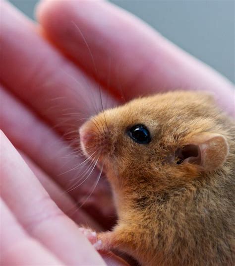 British Wildlife Centre ~ Keeper's Blog: Common Dormouse; Species Profile