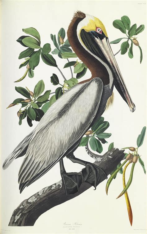 AUDUBON, John James (1785-1851). The Birds of America; from Original Drawings . London ...