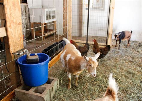 How To Keep Chickens and Goats Together - Green Willow Homestead