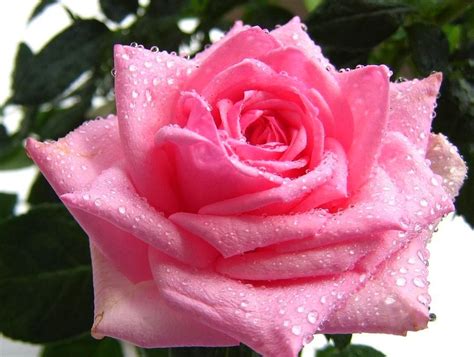 Rose with Water Drops Wallpaper - WallpaperSafari