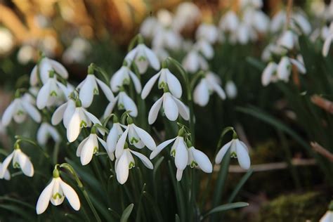 Snowdrops White Flowers Flowering - Free photo on Pixabay - Pixabay