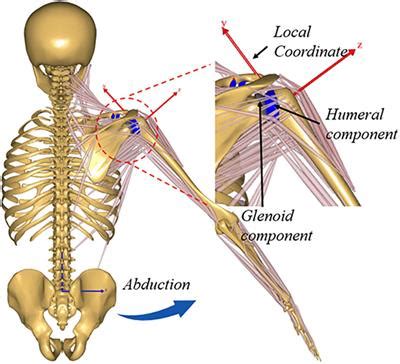 Frontiers | Effect of Rotator Cuff Deficiencies on Muscle Forces and Glenohumeral Contact Force ...