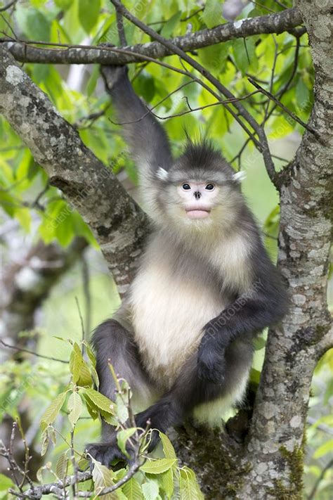 Yunnan snub-nosed monkey - Stock Image - C021/2723 - Science Photo Library