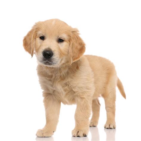 Little Golden Retriever Dog Standing on White Background Stock Photo - Image of canine, adorable ...