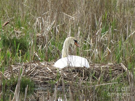 Swan Nest Photograph by Lisa Lindgren