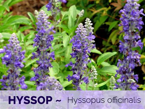 Hyssop: Top 19 Health Benefits [Latest Updates] - urbol.com