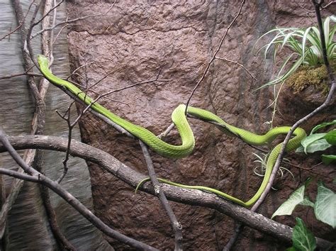 File:Eastern green mamba P9240107.JPG - Wikipedia