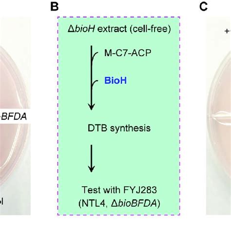 The BioH (PA0502) allows the in vitro reconstitution of biotin... | Download Scientific Diagram