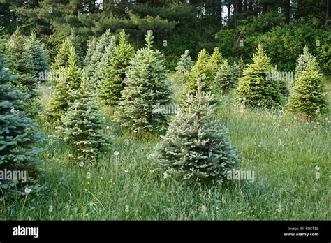 Christmas tree farm Stock Photo - Alamy