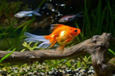 Do Goldfish Eat Their Babies? ( How To Protect Them?)