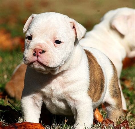 pitbull/bulldog mix | American bulldog puppies, Bulldog puppies, Puppies