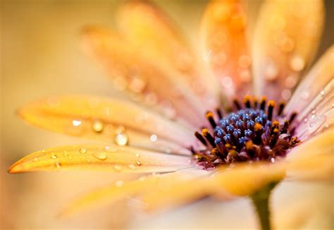 8 Macro Flower Photos to Inspire you – Mostly Lisa | Photography tips & travel inspiration