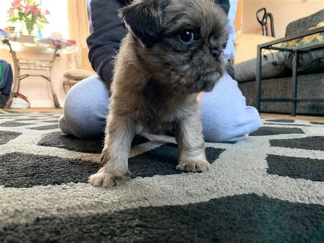 Pug cross shih tzu puppies! | in Penryn, Cornwall | Gumtree