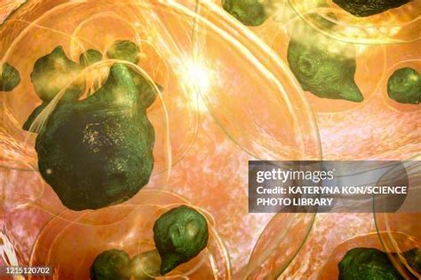 Echinococcus Multilocularis Photos and Premium High Res Pictures ...