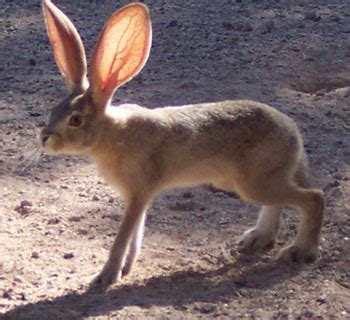 Animals - Death Valley National Park (U.S. National Park Service)