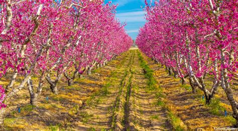 Fresno County Blossom Trail | Fresno County, California | Steve Shames Photo Gallery