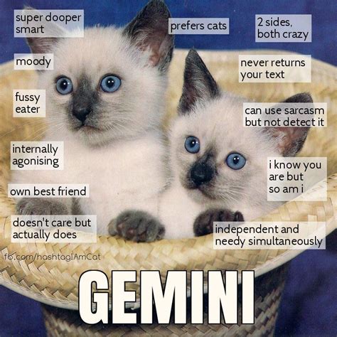 Zodiac Cats | Astrology gemini, Zodiac signs funny, Zodiac signs gemini