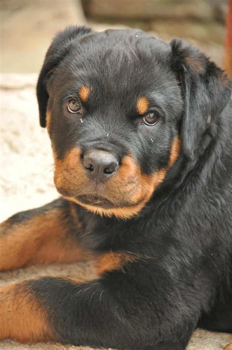 Common Rottweiler Health Problems