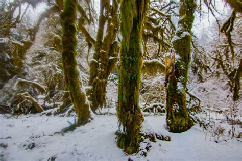 Photos: Hoh rain forest turns into a "snow" forest | KOMO