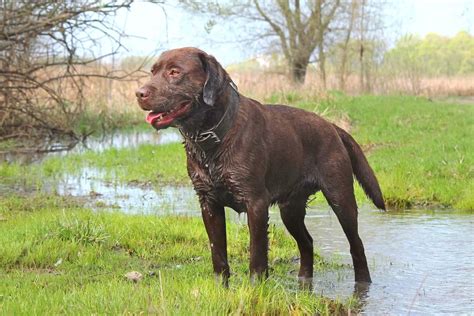 Chocolate Lab: An Ultimate Guide to Chocolate Labradors