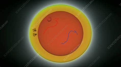 Mitosis cell division, animation - Stock Video Clip - K004/6134 - Science Photo Library