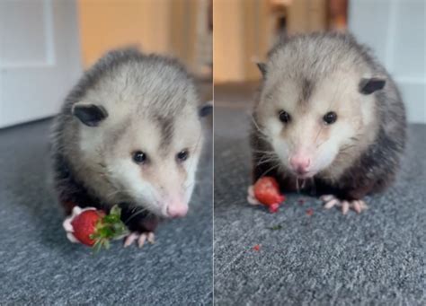 Opossum Enjoying Strawberry Melts Hearts Online: 'Cutest Thing' - Newsweek