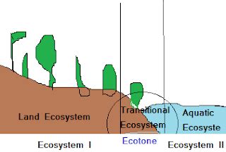 Ecotone