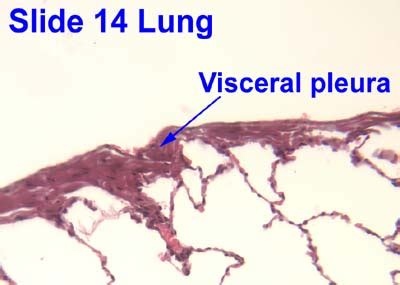 Parietal Pleura Histology