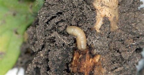 How to Identify and Control Root Maggots | Gardener’s Path