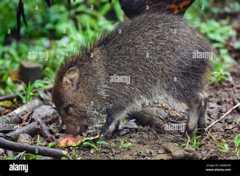 A baby Collared Peccary (Pecari tajacu) foraging in field. Bahia, Brazil, South America Stock ...