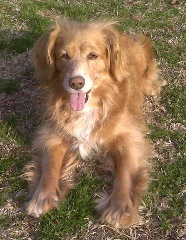 Goldens Retrievers: Cocker Spaniel Golden Retriever