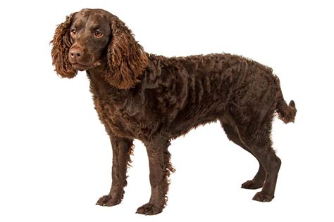 American Water Spaniel Dog Breed Information