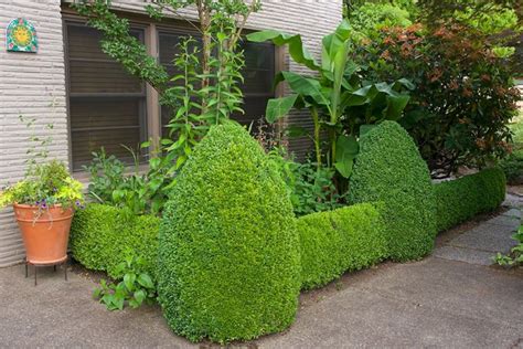 10 Great Plants for Small Gardens | Garden Design