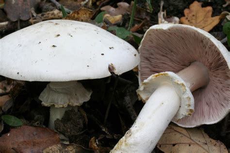 El mundo microscópico de los hongos: Agaricus sylvicola (Vittad.) Peck