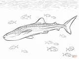 Realistic Whale Shark coloring Page  Free Printable Coloring Pages sketch template