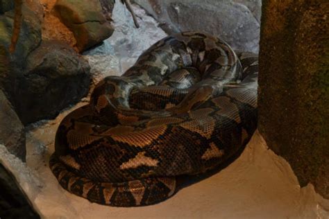 Taronga Zoo: alla scoperta della natura - Viaggiando A Testa Alta