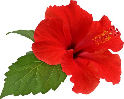 Red Hibiscus Png Fotos Png All | The Best Porn Website