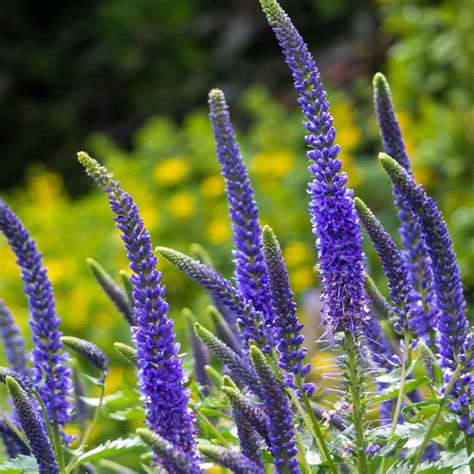 Veronica Spicata Seeds or Spike Speedwell Lovely Blue | Etsy